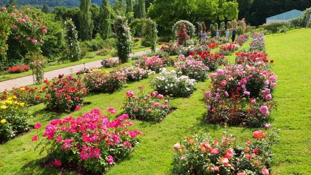 初心者のための芝庭マニュアル 美しいバラ庭づくりは美しい芝庭づくりから 園芸男子roroのポタジェ大作戦