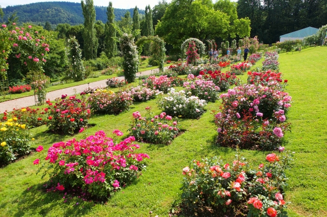 初心者のための芝庭マニュアル 美しいバラ庭づくりは美しい芝庭づくりから 園芸男子roroのポタジェ大作戦