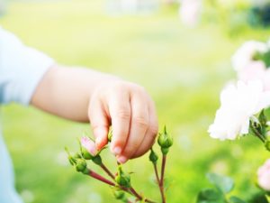 つぼみのピンチってなに 花を長く楽しむ方法 学習日誌 17日目 園芸男子roroのポタジェ大作戦