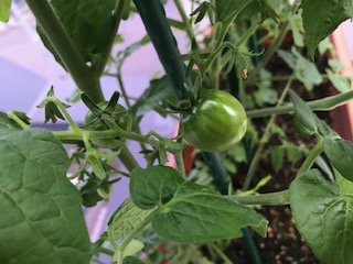 ついにミニトマトに実が 栽培開始から約１ヶ月が経過しました 園芸男子roroのポタジェ大作戦