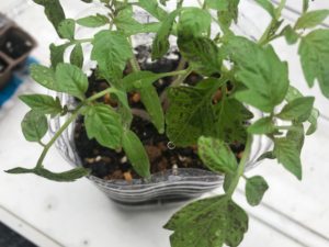ミニトマトの葉っぱに黒い斑点が 梅雨時期の病気と対策 園芸男子roroのポタジェ大作戦